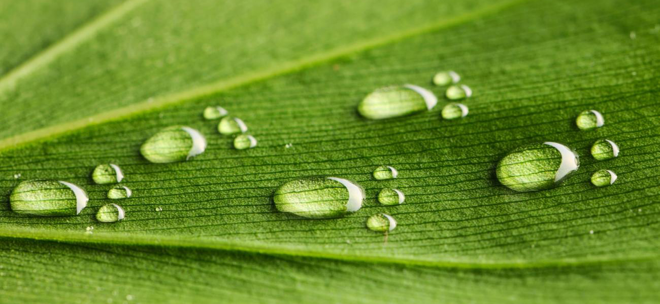 Water Drops on leaf